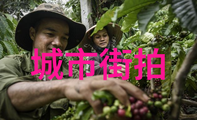 明星同款生活用品是否真的能够提升