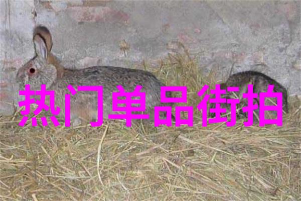 杨幂街拍穿搭风格时尚灵动的都市女王