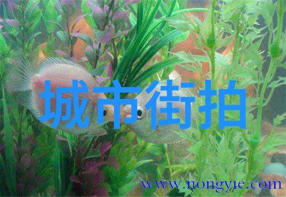 绽放的诗意关晓彤同款穿搭艺术探索