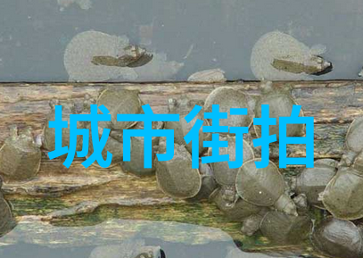 明星同款麻花辫时尚界的流行旋律