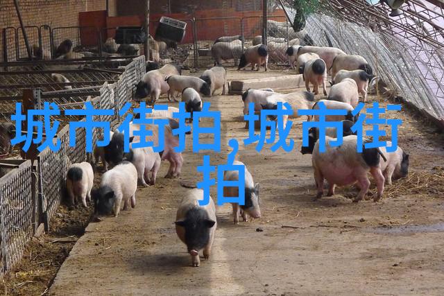 自由骑士的盛装配件