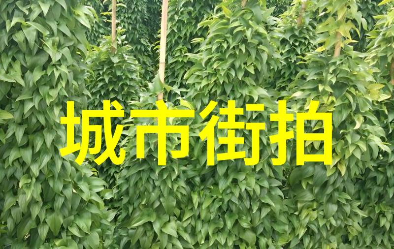 健身秘籍明星健身计划与心得体会总结