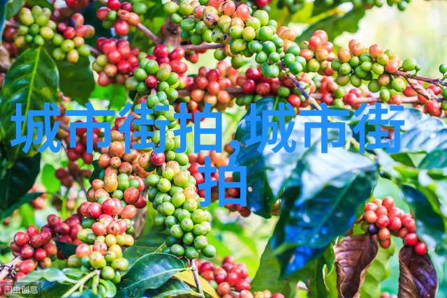 帝心玉影边塞之光与皇家见客的视频录制秘密