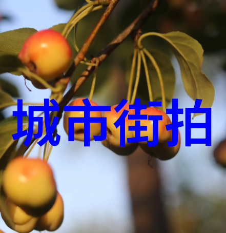 光影织梦明星卫衣的诗意时尚