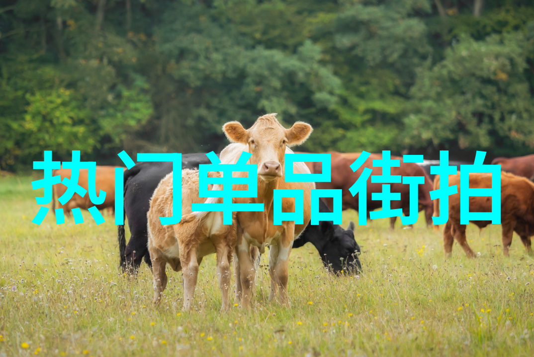 街头潮流探索城市独特的时尚之美