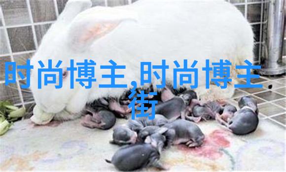 明星同款视频制作大师如何轻松拍出网红风格