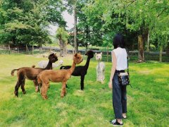 刘雯金泫雅丨近期明星穿搭大全