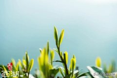 欧美明星街拍海报网值得借鉴的经验和教训