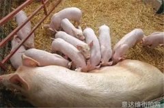 炽热时尚脉动街头光影的独特色彩